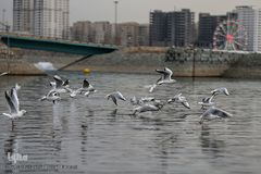 مرغان دریایی کاکایی میهمانان زمستانی دریاچه چیتگر (شهدای خلیج فارس)