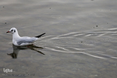 مرغان دریایی کاکایی میهمانان زمستانی دریاچه چیتگر (شهدای خلیج فارس)