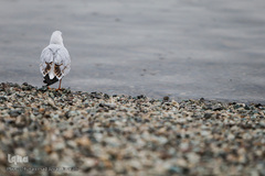 مرغان دریایی کاکایی میهمانان زمستانی دریاچه چیتگر (شهدای خلیج فارس)