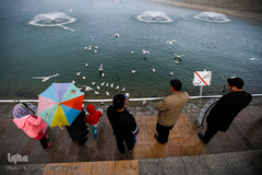 مرغان دریایی کاکایی میهمانان زمستانی دریاچه چیتگر (شهدای خلیج فارس)