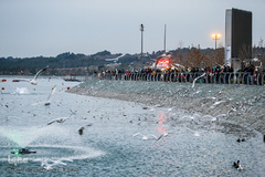 مرغان دریایی کاکایی میهمانان زمستانی دریاچه چیتگر (شهدای خلیج فارس)