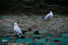 مرغان دریایی کاکایی میهمانان زمستانی دریاچه چیتگر (شهدای خلیج فارس)