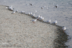 مرغان دریایی کاکایی میهمانان زمستانی دریاچه چیتگر (شهدای خلیج فارس)