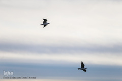 مرغان دریایی کاکایی میهمانان زمستانی دریاچه چیتگر (شهدای خلیج فارس)