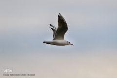 مرغان دریایی کاکایی میهمانان زمستانی دریاچه چیتگر (شهدای خلیج فارس)