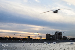 مرغان دریایی کاکایی میهمانان زمستانی دریاچه چیتگر (شهدای خلیج فارس)