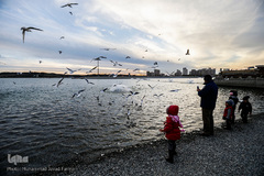 مرغان دریایی کاکایی میهمانان زمستانی دریاچه چیتگر (شهدای خلیج فارس)