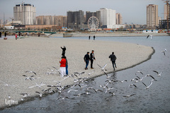 مرغان دریایی کاکایی میهمانان زمستانی دریاچه چیتگر (شهدای خلیج فارس)