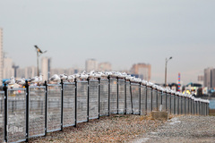 مرغان دریایی کاکایی میهمانان زمستانی دریاچه چیتگر (شهدای خلیج فارس)