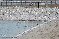 مرغان دریایی کاکایی میهمانان زمستانی دریاچه چیتگر (شهدای خلیج فارس)