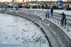 مرغان دریایی کاکایی میهمانان زمستانی دریاچه چیتگر (شهدای خلیج فارس)