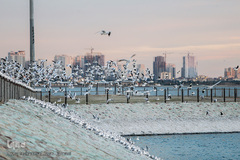 مرغان دریایی کاکایی میهمانان زمستانی دریاچه چیتگر (شهدای خلیج فارس)