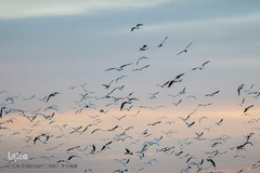 مرغان دریایی کاکایی میهمانان زمستانی دریاچه چیتگر (شهدای خلیج فارس)