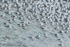 مرغان دریایی کاکایی میهمانان زمستانی دریاچه چیتگر (شهدای خلیج فارس)