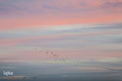 مرغان دریایی کاکایی میهمانان زمستانی دریاچه چیتگر (شهدای خلیج فارس)