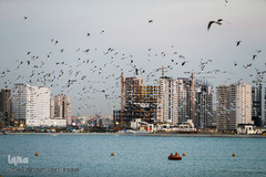 مرغان دریایی کاکایی میهمانان زمستانی دریاچه چیتگر (شهدای خلیج فارس)