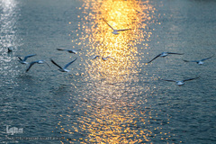 مرغان دریایی کاکایی میهمانان زمستانی دریاچه چیتگر (شهدای خلیج فارس)