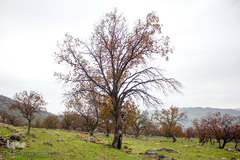 اندیکا، شگفتی در دل کوه