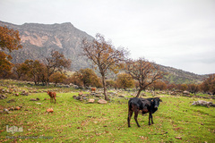 اندیکا، شگفتی در دل کوه