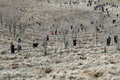 آیین درختکاری در پارک جنگلی  سد«لتیان» در شمال شرق استان تهران
