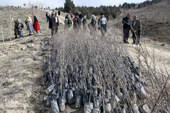 آیین درختکاری در پارک جنگلی  سد«لتیان» در شمال شرق استان تهران