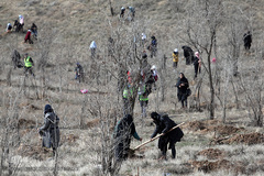 آیین درختکاری در پارک جنگلی  سد«لتیان» در شمال شرق استان تهران