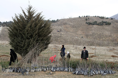آیین درختکاری در پارک جنگلی  سد«لتیان» در شمال شرق استان تهران