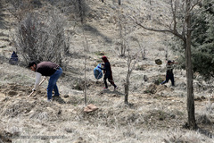 آیین درختکاری در پارک جنگلی  سد«لتیان» در شمال شرق استان تهران