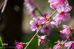شکوفه‌ دادن درختان زردآلو در روستای منصوریه بهبهان