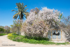 شکوفه‌ دادن درختان زردآلو در روستای منصوریه بهبهان