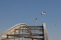 طبیعت شگفت انگیز خوزستان