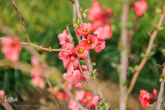 حال و هوای بهاری در شهر تهران