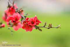 حال و هوای بهاری در شهر تهران