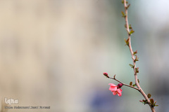 حال و هوای بهاری در شهر تهران