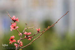 حال و هوای بهاری در شهر تهران