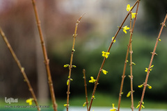 حال و هوای بهاری در شهر تهران