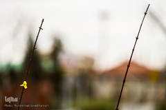 حال و هوای بهاری در شهر تهران