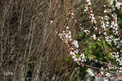 حال و هوای بهاری در شهر تهران