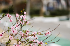 حال و هوای بهاری در شهر تهران