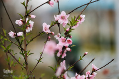 حال و هوای بهاری در شهر تهران