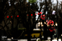 حال و هوای بهاری در شهر تهران