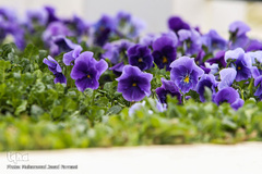 حال و هوای بهاری در شهر تهران