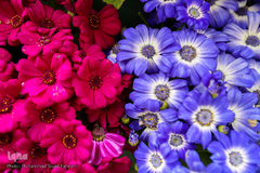 حال و هوای بهاری در شهر تهران