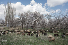 شکوفه‌های بهاری در باغستان سنتی قزوین