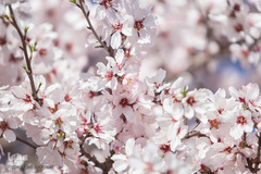 شکوفه‌های بهاری در باغستان سنتی قزوین