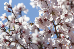 شکوفه‌های بهاری در باغستان سنتی قزوین