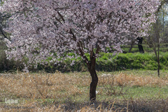 شکوفه‌های بهاری در باغستان سنتی قزوین