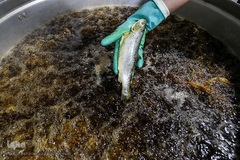 معلولین و سالمندان کهریزک میهمان هم‌نمک شدند
