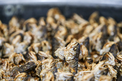 معلولین و سالمندان کهریزک میهمان هم‌نمک شدند
