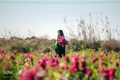 بهار در حمیدیه